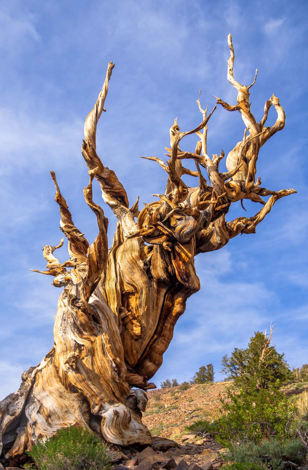 Ancient Bristlecone Pine Forest