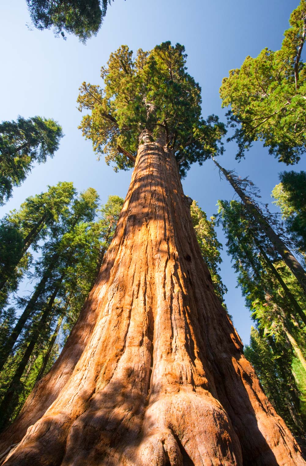 Giant Forest, Sequoia National Park