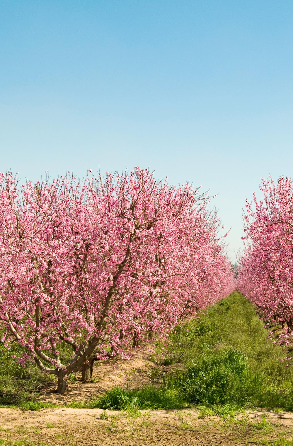 Central Valley Foodie Road Trip