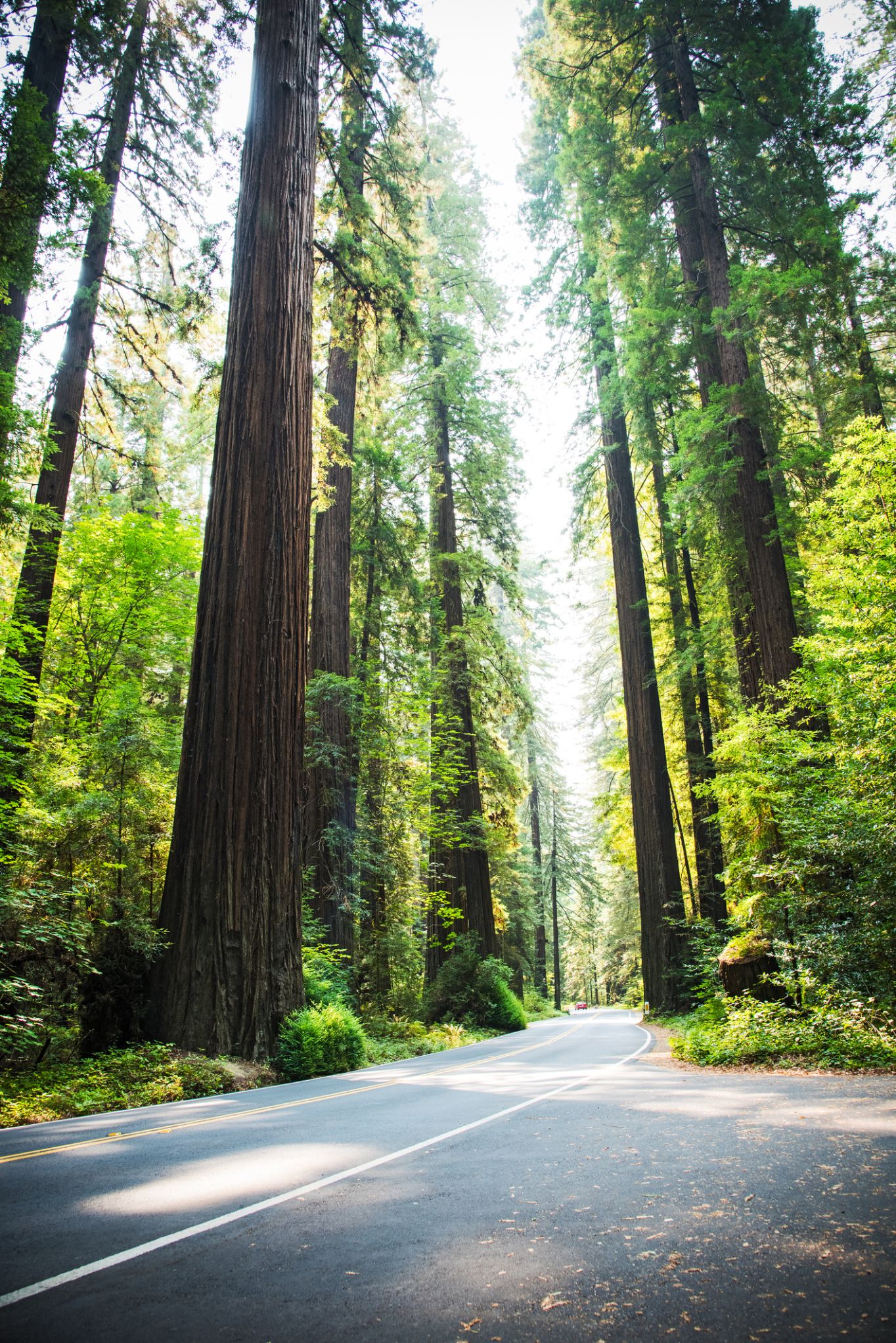 Avenue of the Giants