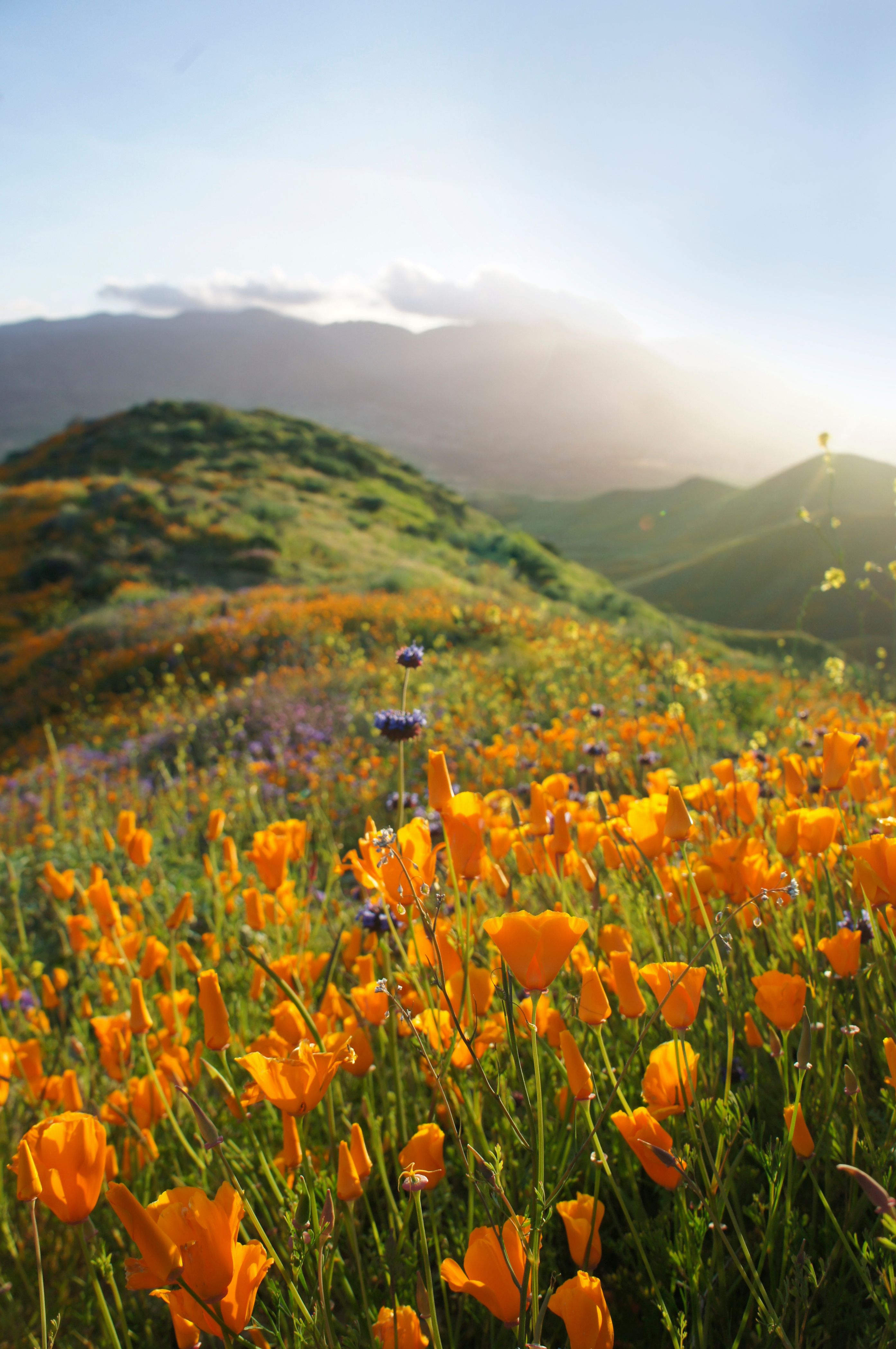 Desert Flowers