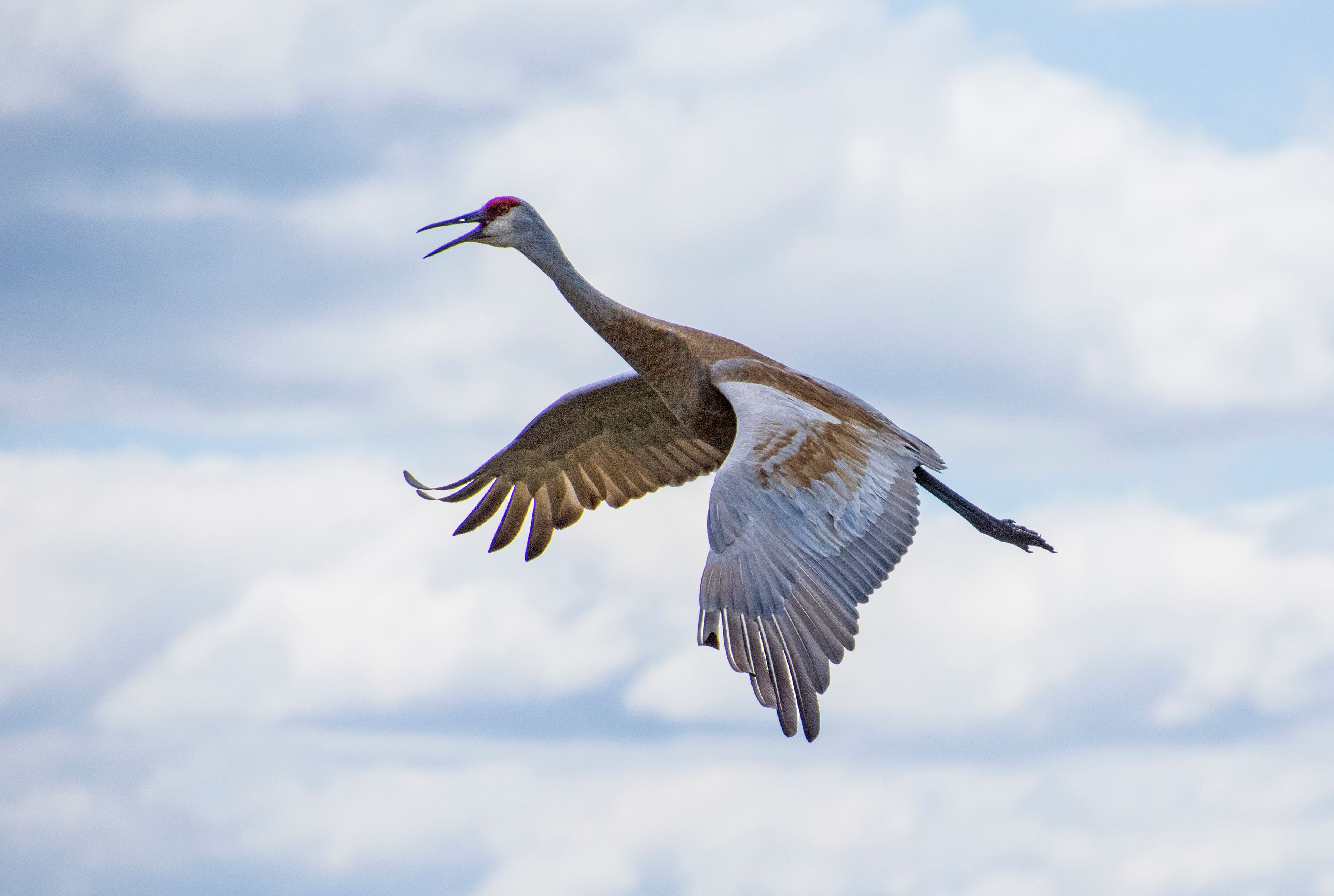 Modoc Wildlife Refuge