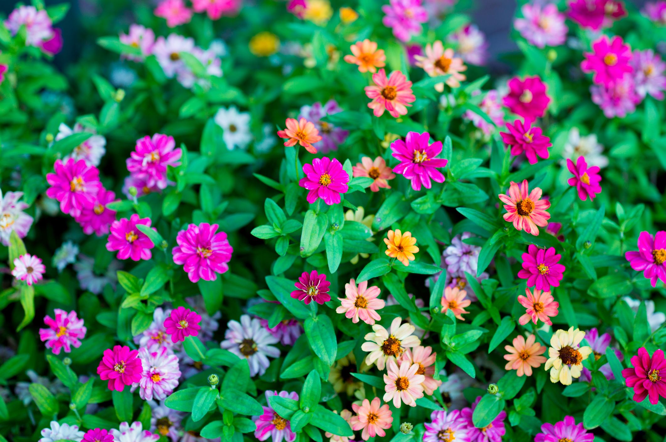 Metzger's Zinnia Patch