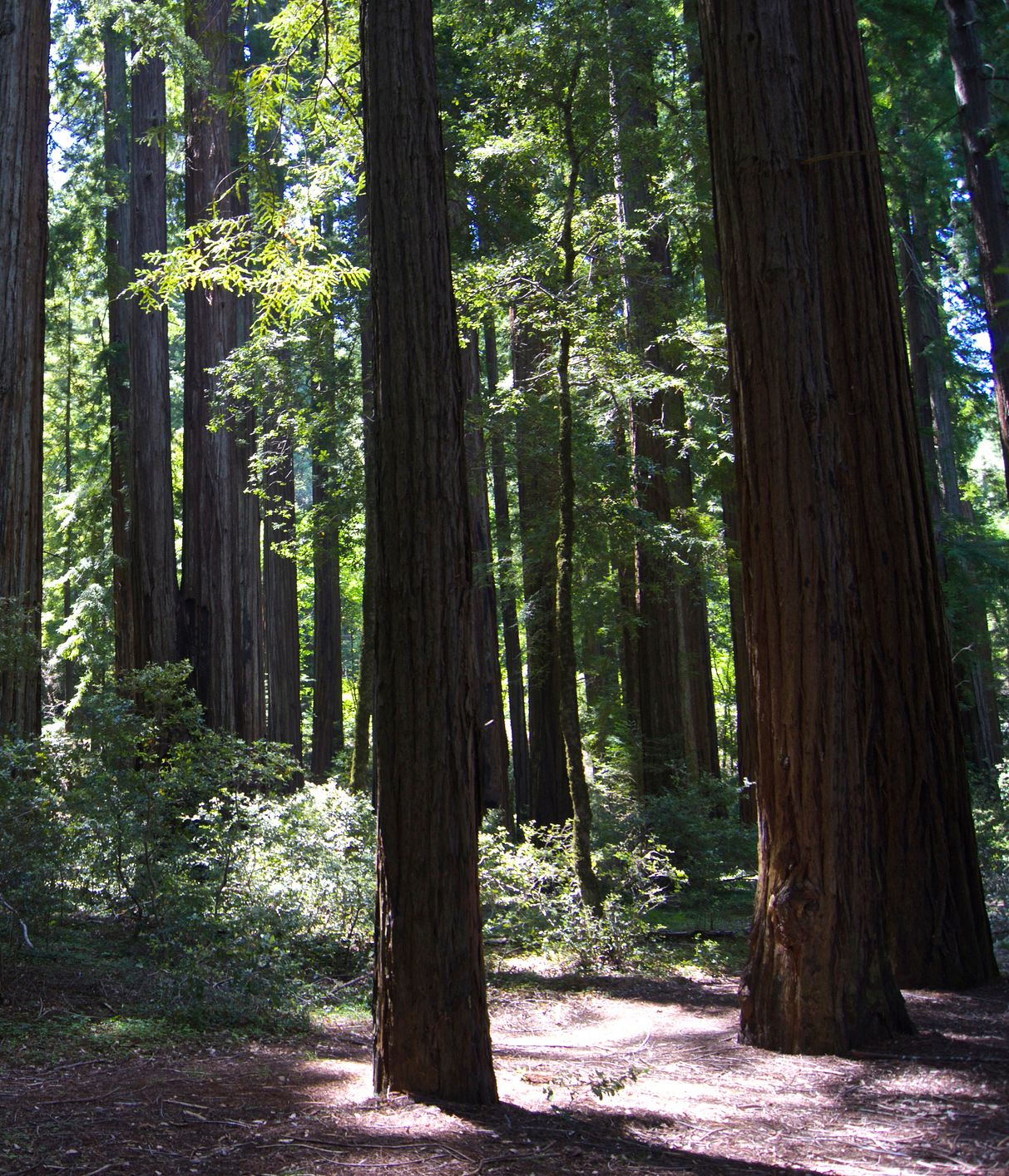 Smithe Redwoods State Natural Reserve