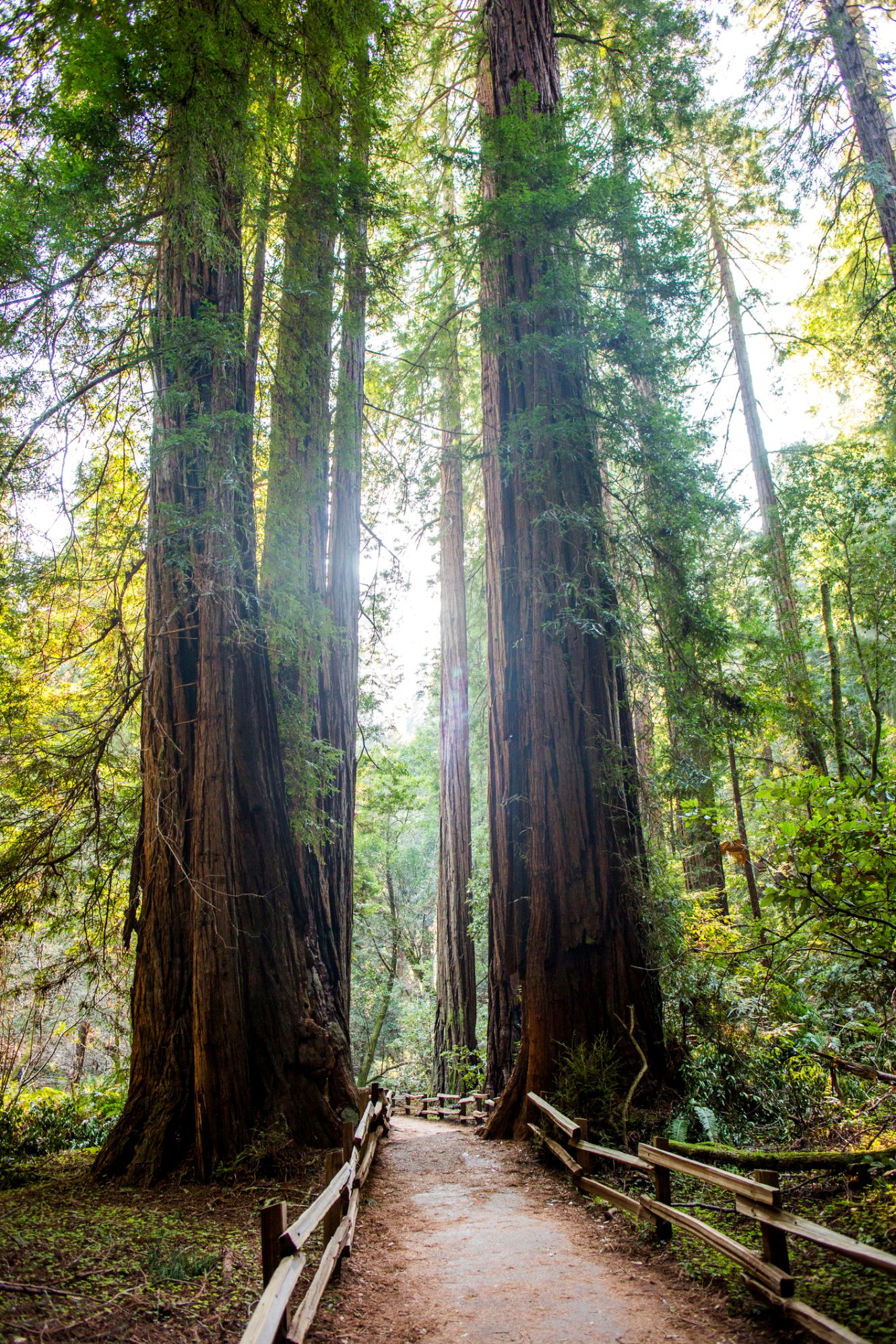 Muir Woods National Monument