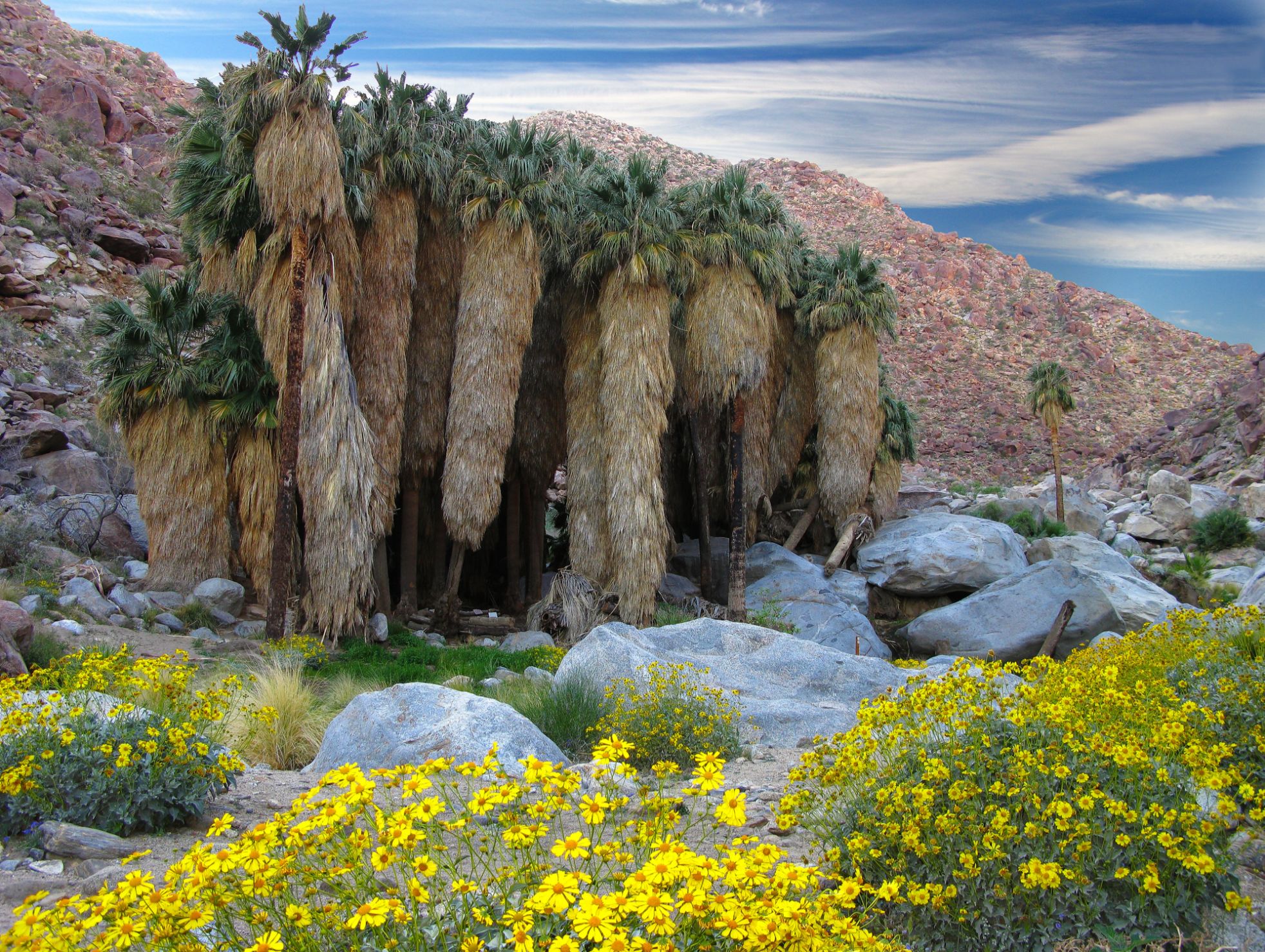 Borrego Palm Canyon Campground