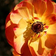 The Flower Fields at Carlsbad Ranch