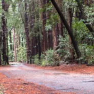 Pfeiffer Big Sur State Park