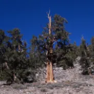 Ancient Bristlecone Pine Forest