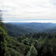 The Forest of Nisene Marks State Park