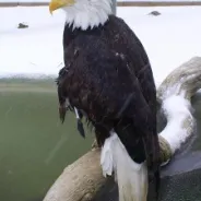 Big Bear Alpine Zoo – Bald Eagle Info