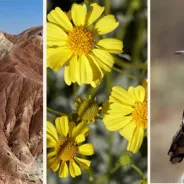 Borrego Springs Chamber of Commerce & Visitors' Bureau