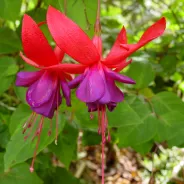 Mendocino Coast Botanical Gardens