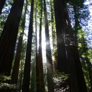 Top 10 Tips for  Visiting Muir Woods