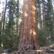 General Sherman Tree