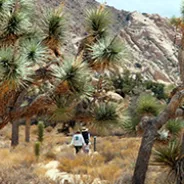 Joshua Tree National Park