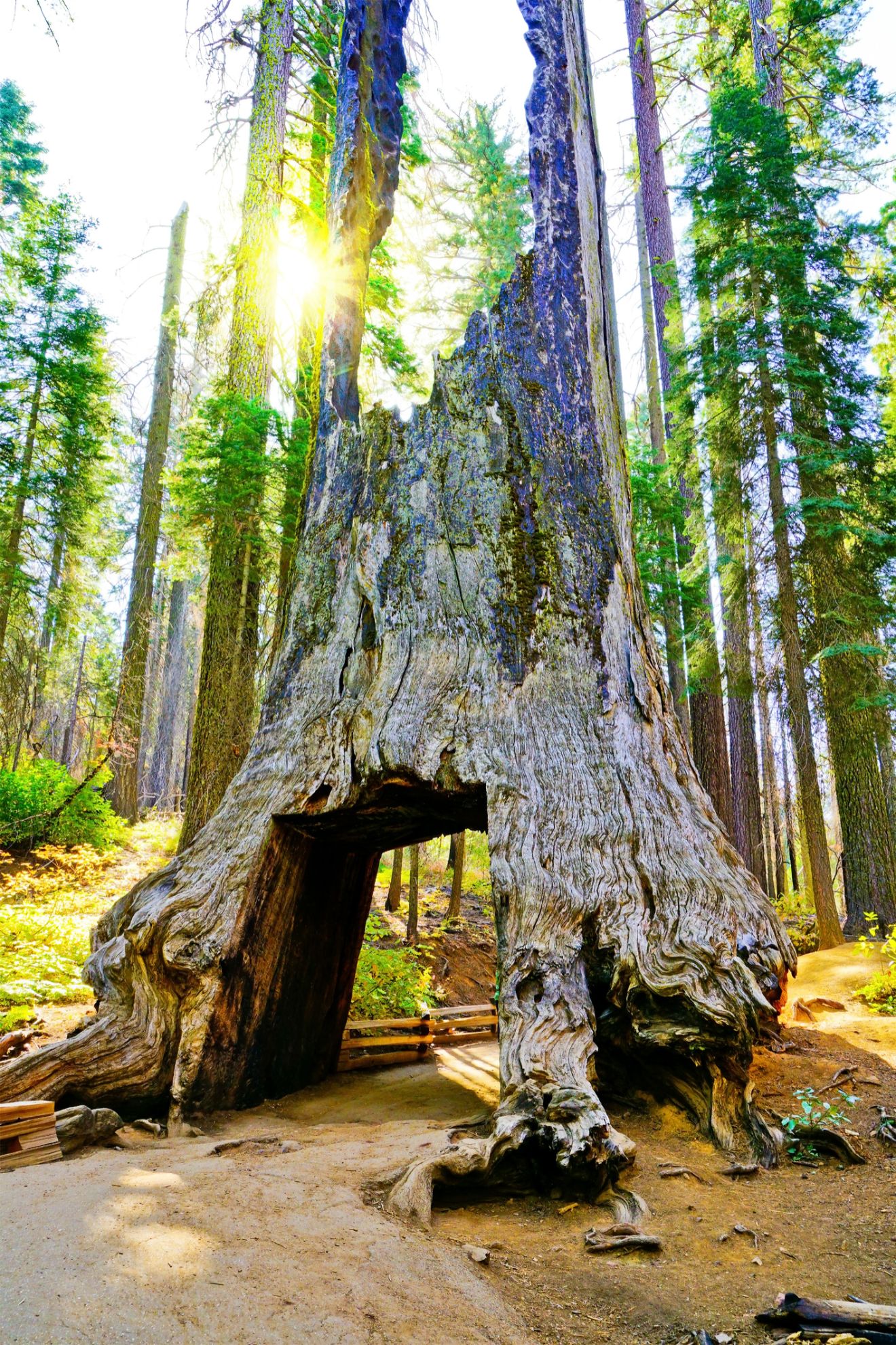 Tuolumne Grove of Giant Sequoias