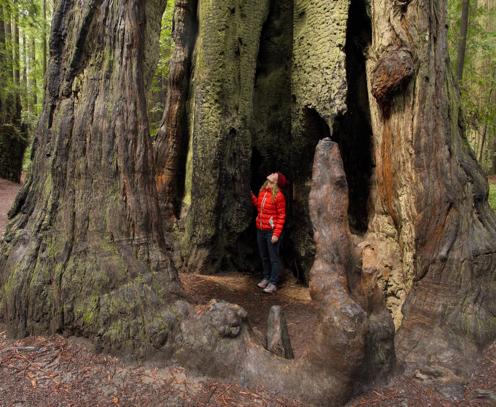 Redwood National & State Parks